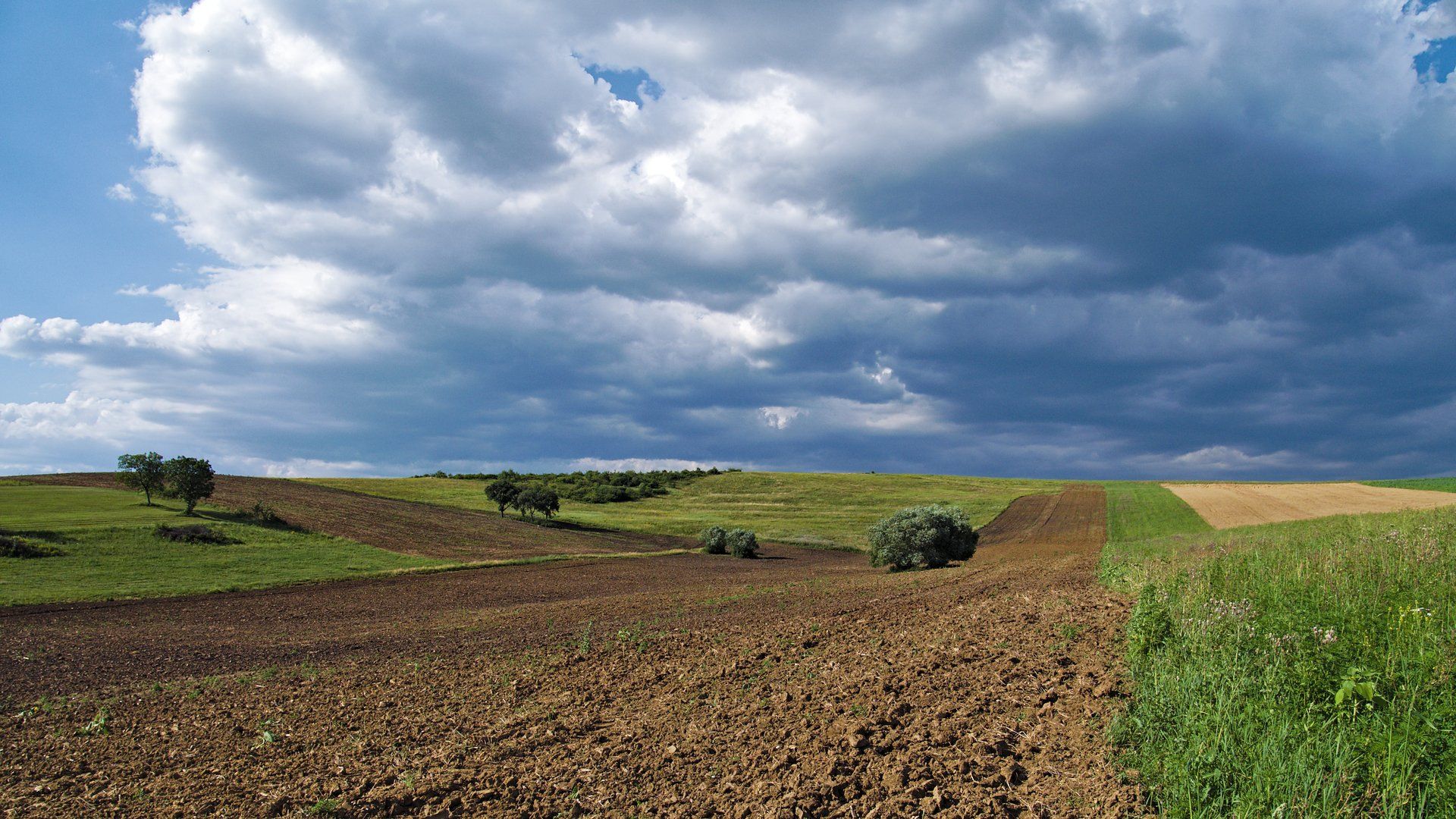 Field by Tibor Mokanszki